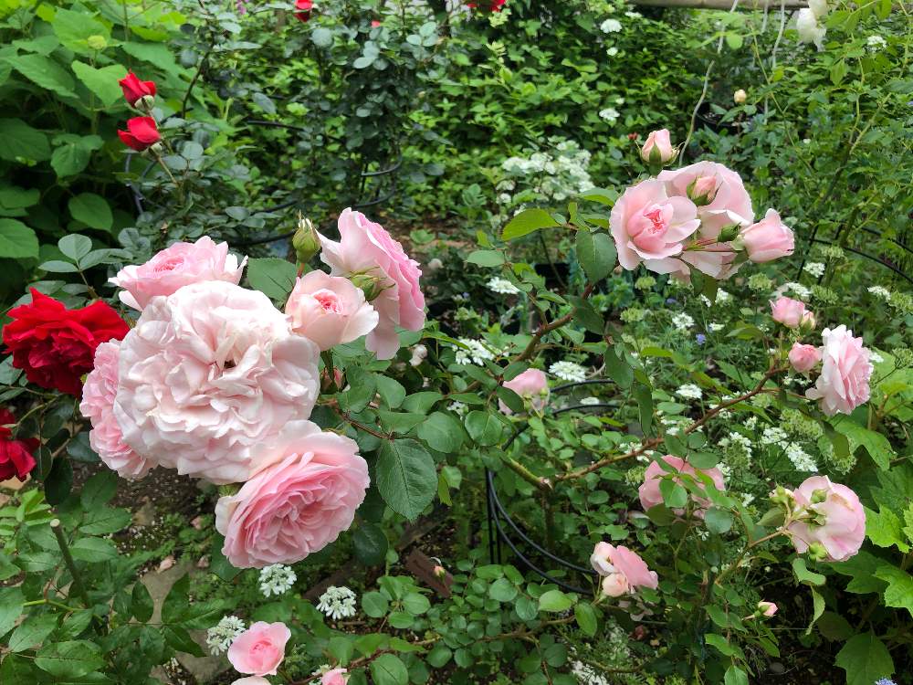 小さな庭の投稿画像 By Teftef さん 花のある暮らしとばら バラ 薔薇とマリアテレジア バラと花のある暮らしとばら バラ 薔薇とマリアテレジア バラ 月5月21日 Greensnap グリーンスナップ Greensnap グリーンスナップ