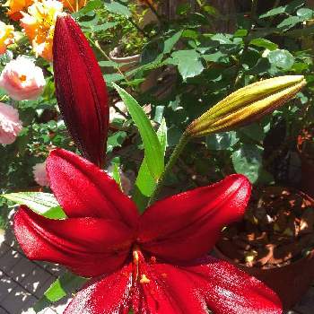 赤い百合の投稿画像一覧 Greensnap グリーンスナップ