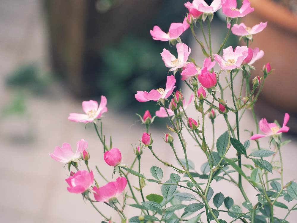 薔薇安曇野の投稿画像 By Ekoさん つるバラと鉢植えと花のある暮らしとかわいいな とバラ ミニバラと小花好き 月5月21日 Greensnap グリーンスナップ