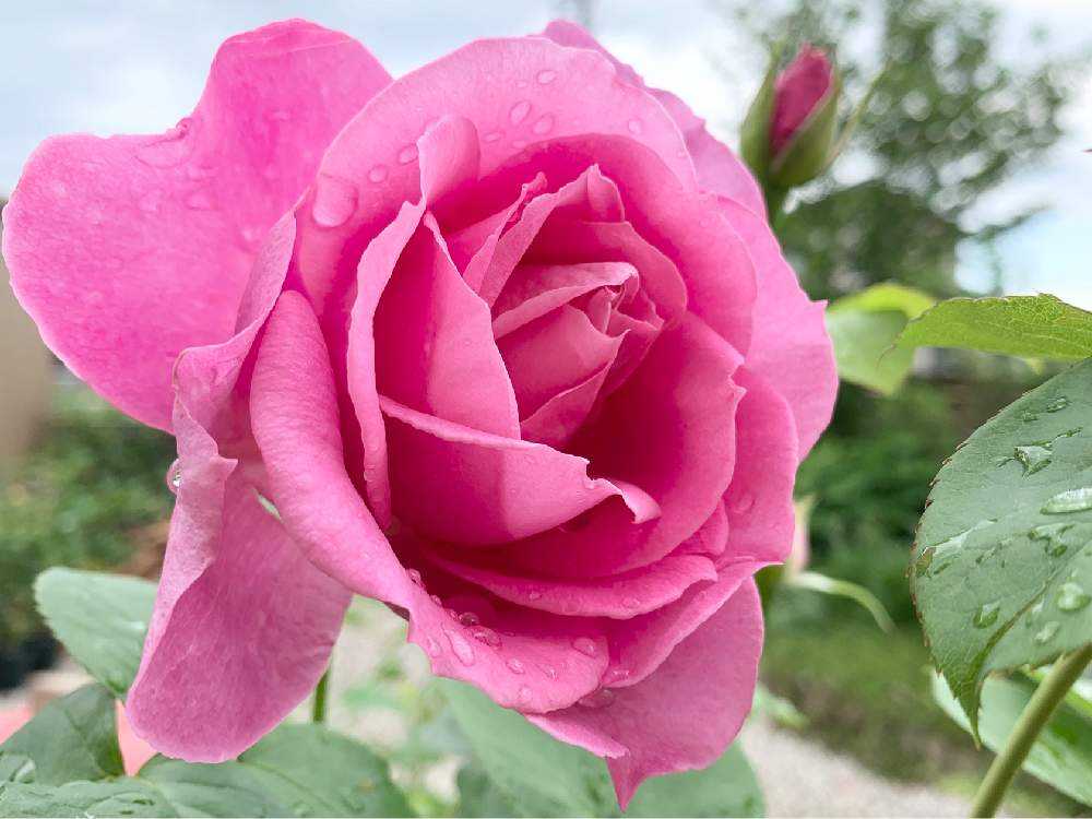 年 春開花バラ まとめ Greensnap グリーンスナップ