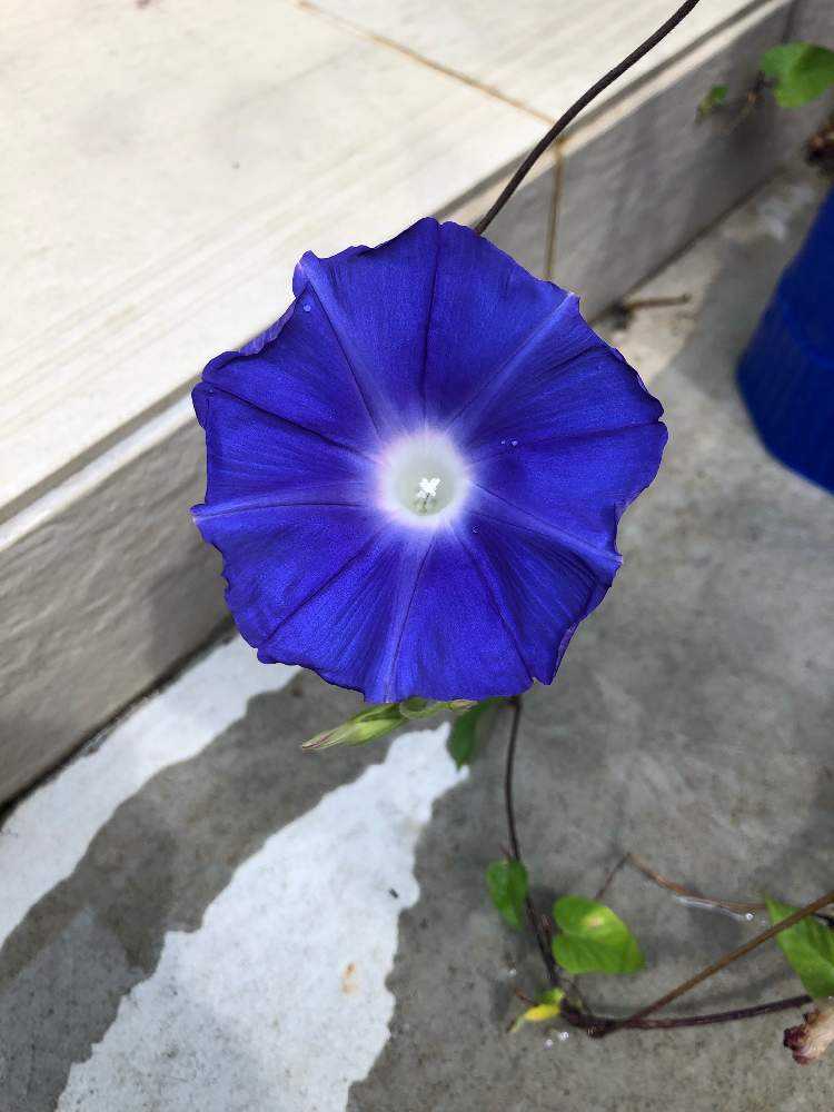 実録 グリーンカーテンが出来るまで Greensnap グリーンスナップ