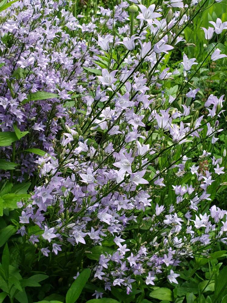 お出かけ先の投稿画像 By きよちゃんさん 月5月21日 Greensnap グリーンスナップ