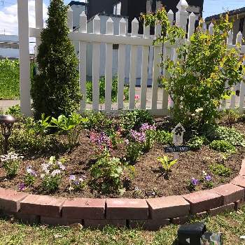 レンガの花壇の投稿画像一覧 Greensnap グリーンスナップ