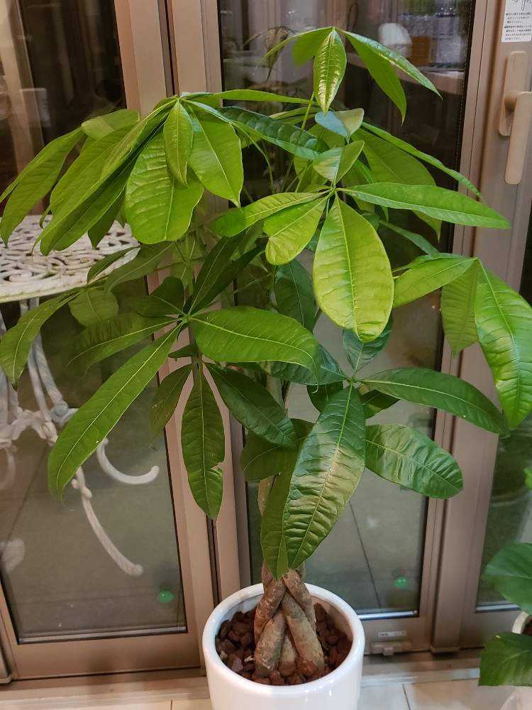 パキラ Greensnap グリーンスナップ