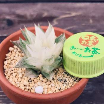 ハオルチア 氷砂糖 錦の投稿画像一覧 Greensnap グリーンスナップ