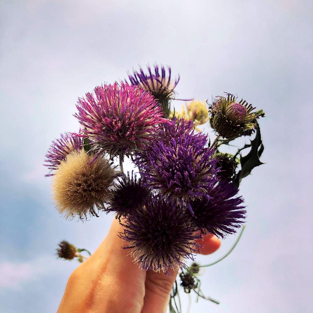 ドライフラワーの投稿画像 By あおちゃんさん アザミ と可愛いなあ とたけのこ掘り 月5月21日 Greensnap グリーンスナップ