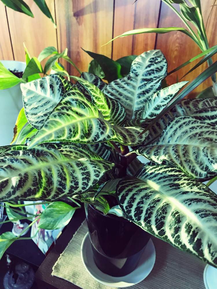 アフェランドラ ダニアの投稿画像 By Refaireさん 観葉植物と花のある暮らしと植物育成ライト 月5月21日 Greensnap グリーンスナップ