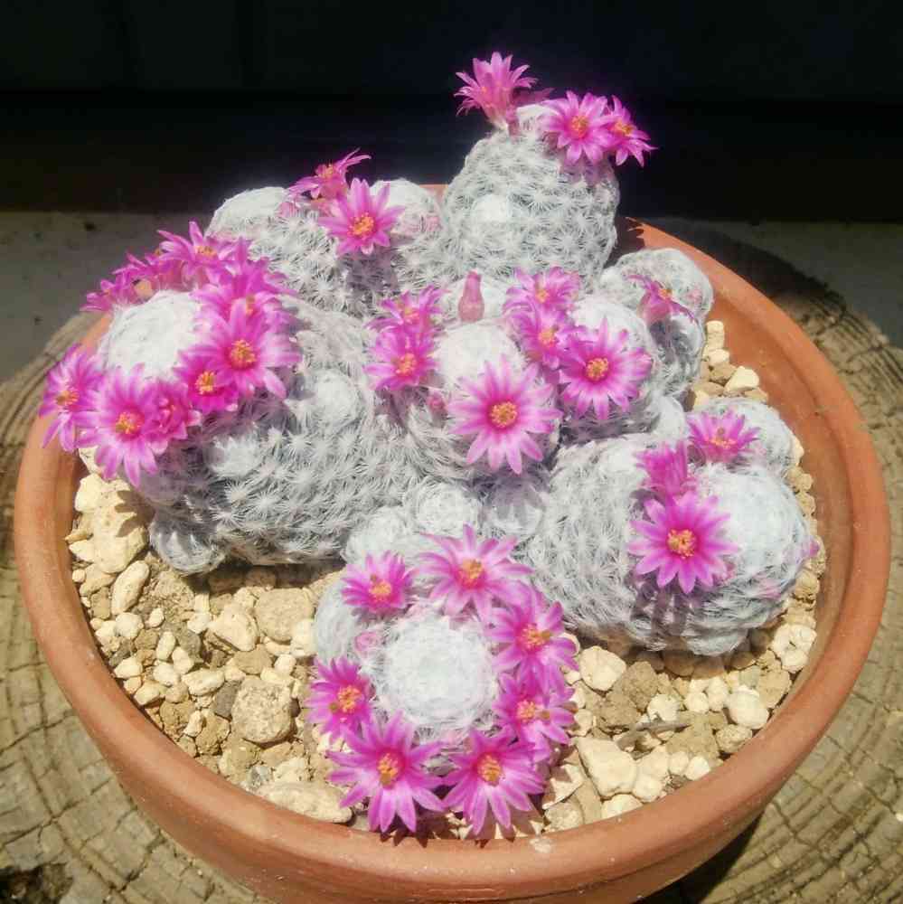 サボテン【ピンク花】 ピンクの花が咲いたサボテン | HIS-FACTORY