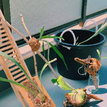 Platycerium bifurcatumの画像 by RURI.さん | バルコニー/ベランダとコウモリランとビカクシダとビカクシダ ビフルカツムとビカクシダ・ビーチーとPlatycerium bifurcatumとうちで過ごそうとハンギング植物と コウモリラン とplant addictとhouse plantsとビカクシダ・ベイチーと植物のある暮らしとSUPGREENSと ビカクシダとハンギングビカクシダと葉っぱの宇宙人とおうち園芸とgreenとビカクシダ属とコウモリラン部とベランダ園芸とPlatycerium