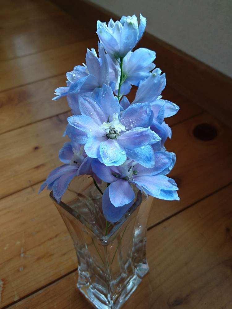 切り花の投稿画像 By ジジりんこさん 青い花と デルフィニウム 月5月21日 Greensnap グリーンスナップ