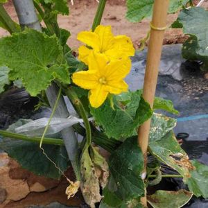 キュウリの画像