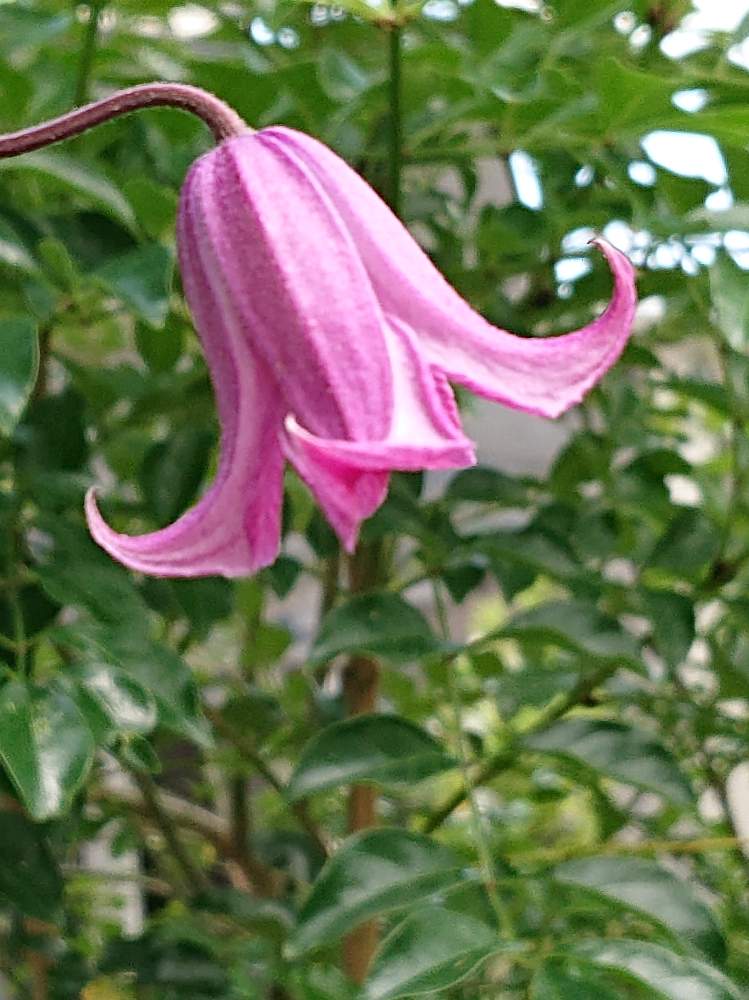 クレマチス踊場の投稿画像 By そよ風 ちなみ さん 私の花の写真とピンクの花とxperiaとガーデニング大好きと医療関係者に感謝と花の好きな方 と繋がりたいとおうち園芸とクレマチスが好きとまいがーでんと負けるな日本 と花のある暮らしとチーム愛知と頑張ろう日本