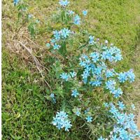 ブルースターの画像