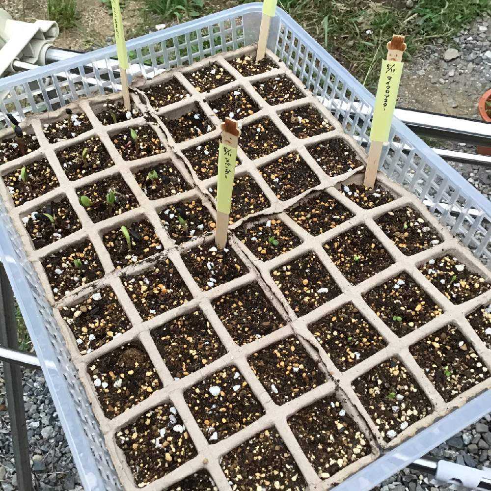 種まきチャレンジ Greensnap グリーンスナップ