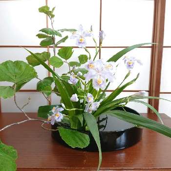 和室の花の投稿画像一覧 Greensnap グリーンスナップ