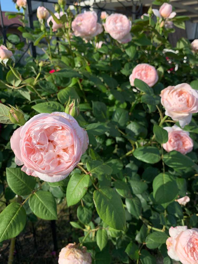 セントセシリアの投稿画像 By くるみさん ばらと花のある暮らしとばら バラ 薔薇と薔薇の庭と洋風住宅と花のある暮らしとばら バラ 薔薇と薔薇の庭と洋風住宅 月5月21日 Greensnap グリーンスナップ Greensnap グリーンスナップ