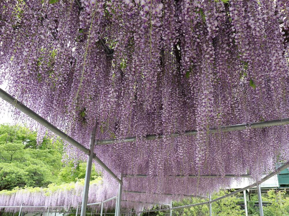 藤 の 花 季節