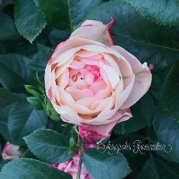 アクロポリス ロマンティカの画像 by ❥︎･•miccoさん | アクロポリス ロマンティカと大好きな薔薇とアクロポリスロマンティカとGSでバラ園