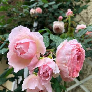 ウィリアムモリスの画像 by teftef❤︎さん | 小さな庭とイングリッシュ・ローズと花のある暮らしとウィリアムモリスとばら バラ 薔薇
