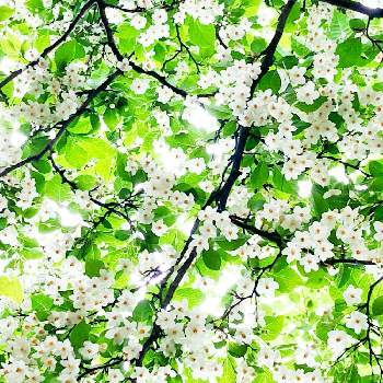お散歩大好きの画像 by warabi3さん | お出かけ先とエゴノキとエゴノキの花とピラカンサの花と木の花とお散歩大好き