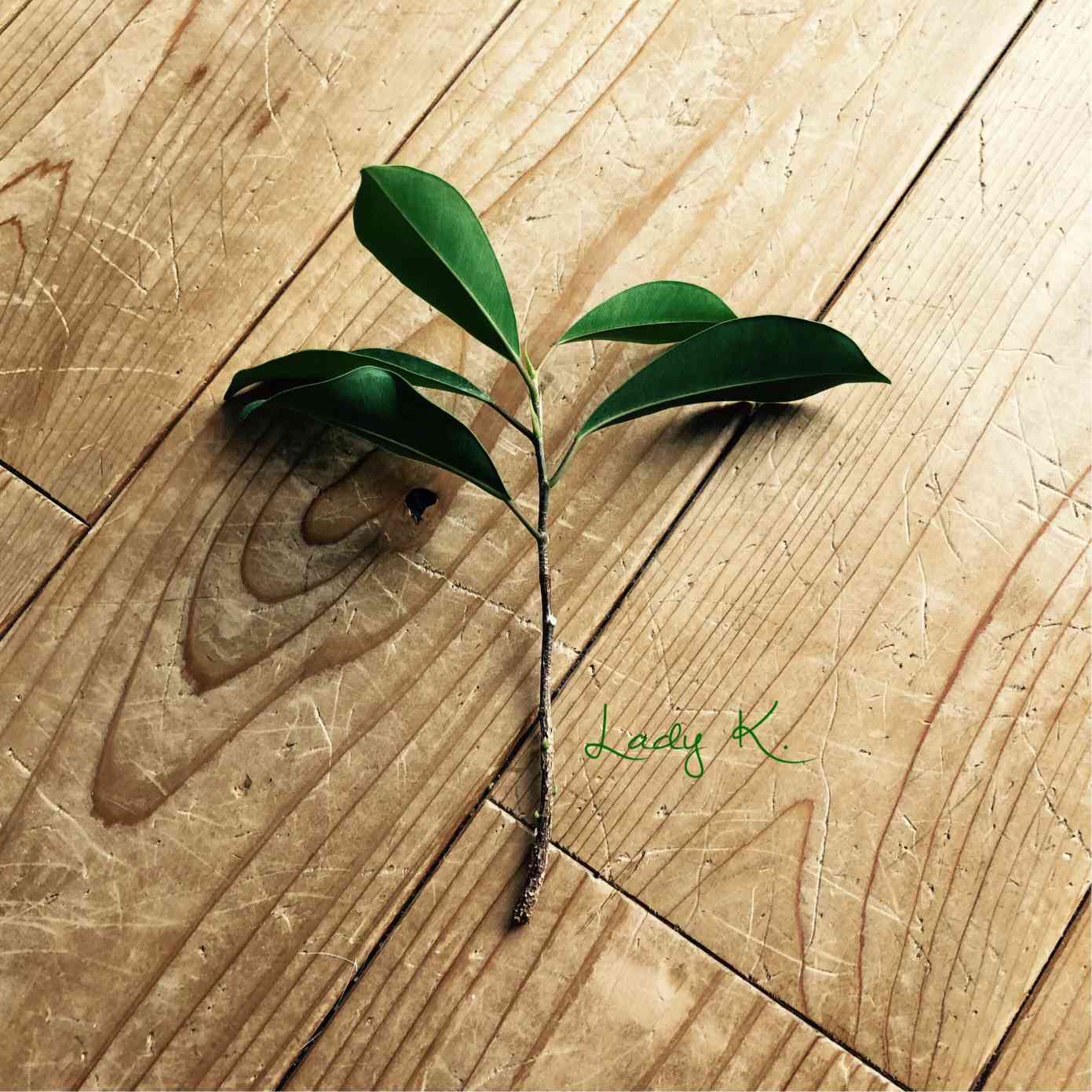 ガジュマルの増やし方(挿し木、水挿し)｜🍀GreenSnap（グリーンスナップ）