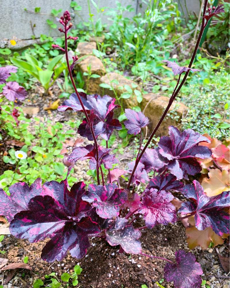 ヒューケラ ミッドナイトローズの投稿画像 By 黒兎さん ヒューケラ とヒューケラ大好きと葉っぱとおうち園芸と小さなお庭と斑女子と小さな庭とヒューケラ とヒューケラ大好きと葉っぱとおうち園芸と小さなお庭と斑女子 月5月22日 Greensnap グリーンスナップ