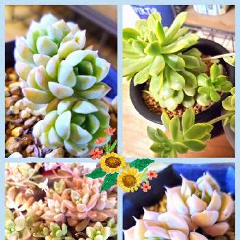 no. 37 葉挿し 発根もしくは発芽済み＋マーガレットレッピンのカット苗