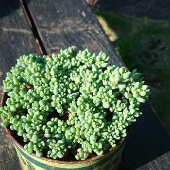 緑の寄せ植えの投稿画像一覧 Greensnap グリーンスナップ