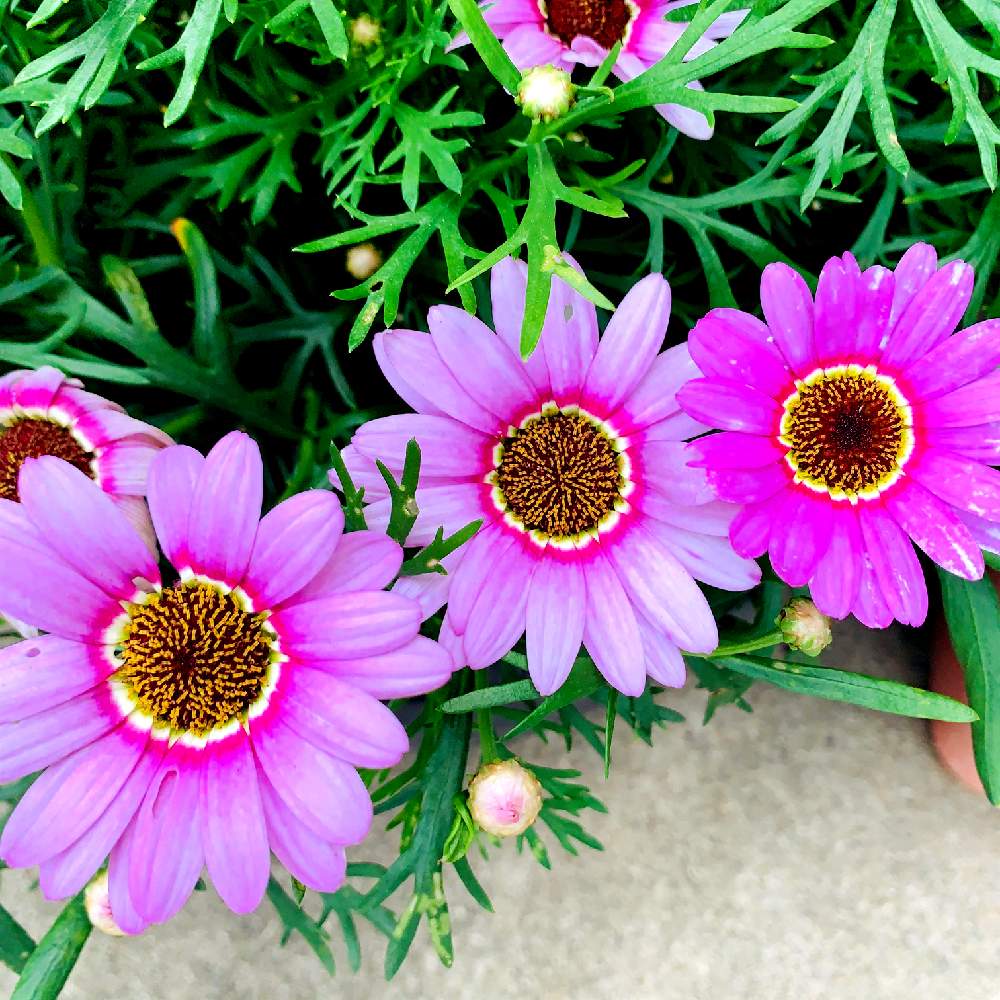 マックスマムの投稿画像 By スマイルさん マックスマム とお花とかわいいな とお花好きと紫のお花 2020月5月22日 Greensnap グリーンスナップ