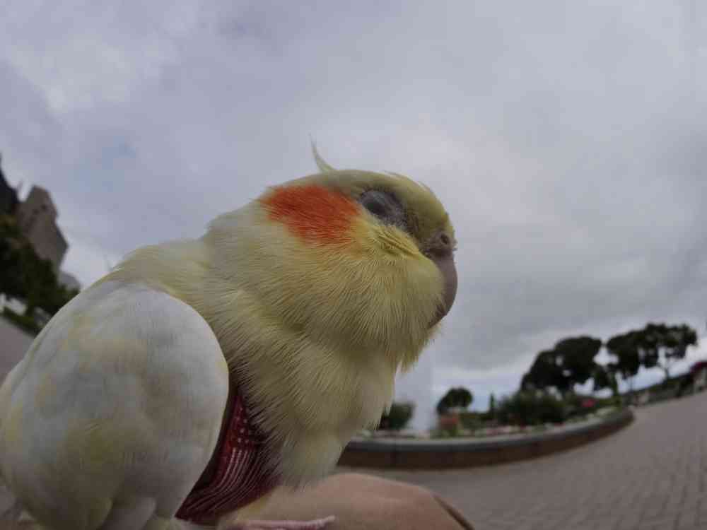 ゆず花さんの山下公園への投稿