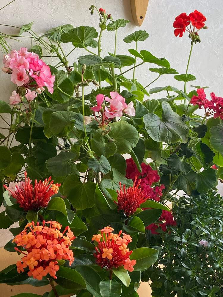 サンタンカの投稿画像 By 月下美人 さん ゼラニウムとミンティアと窓辺と長持ちする花とおうち園芸と丈夫な植物といい香りと花のある暮らしと長持ちする花 とおうち園芸と丈夫な植物といい香りと花のある暮らし 月5月22日 Greensnap グリーンスナップ