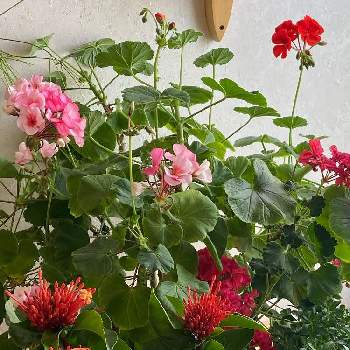 長持ちする花の投稿画像一覧 Greensnap グリーンスナップ