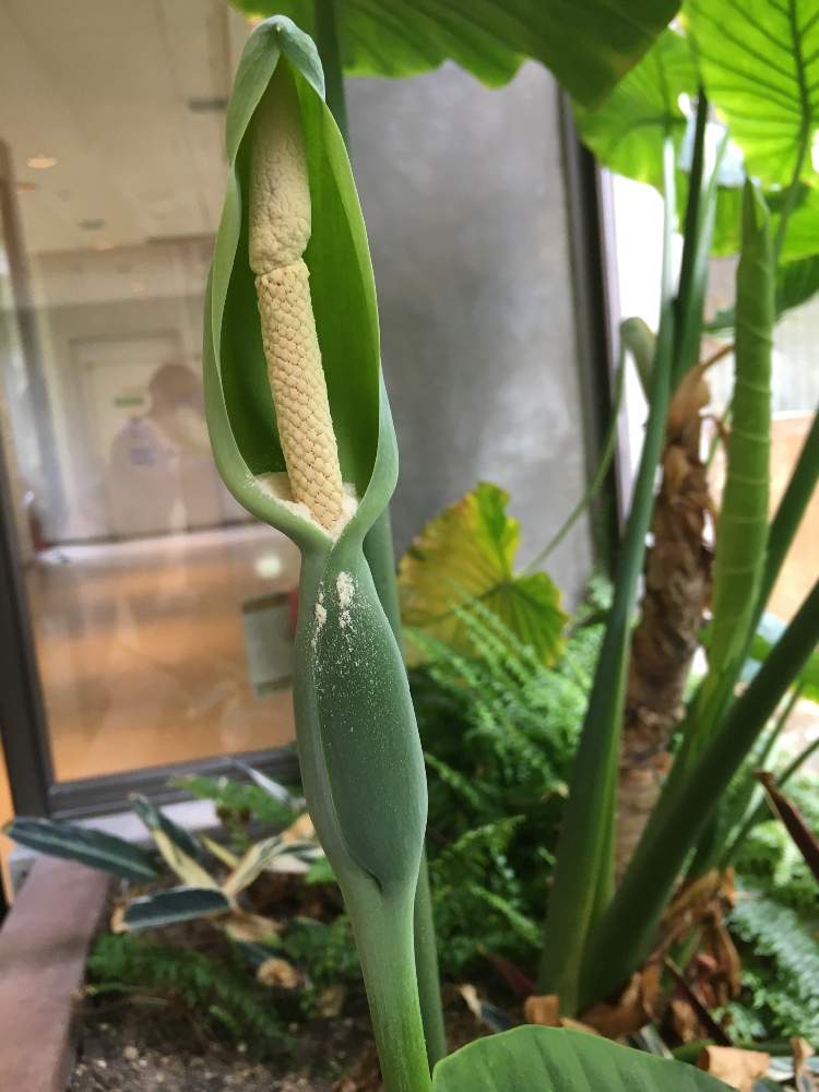 クワズイモの花 の投稿画像 By あやちゃんですさん 葉っぱが綺麗と可愛いお花とiphoneで撮影と元気なお花と温室にて と綺麗なお花 と美味しい果実 と白いお花とお花が好き とお花が可愛いと青空の下でと花のある暮らしと服部緑地都市緑化植物園 月5月22日