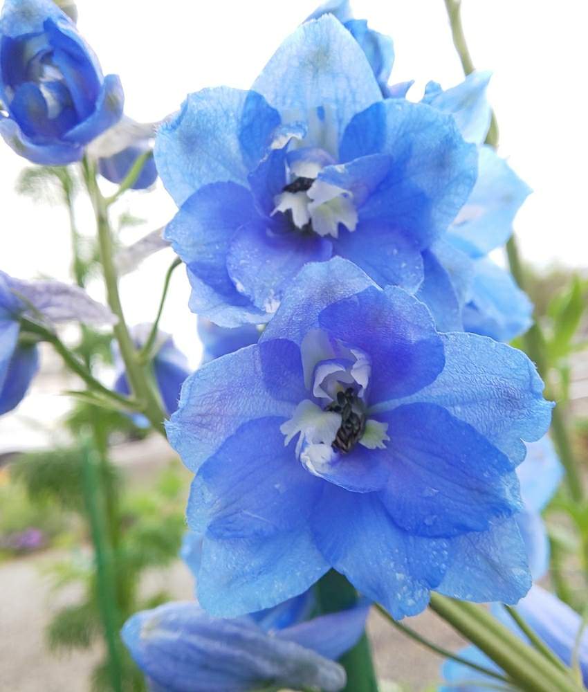 デルフィニウムの投稿画像 By 14さん 種からと青い花とブルーの花と青い花大好きと地植えと咲いた 月5月22日 Greensnap グリーンスナップ