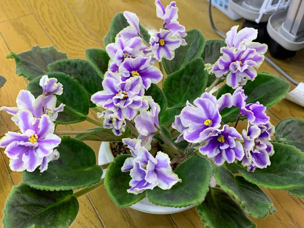 セントポーリアの投稿画像 By ヒラオグリーンさん 月5月22日 Greensnap グリーンスナップ