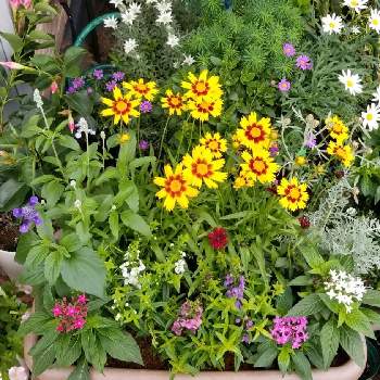 アンゲロニア セレナの投稿画像一覧 Greensnap グリーンスナップ