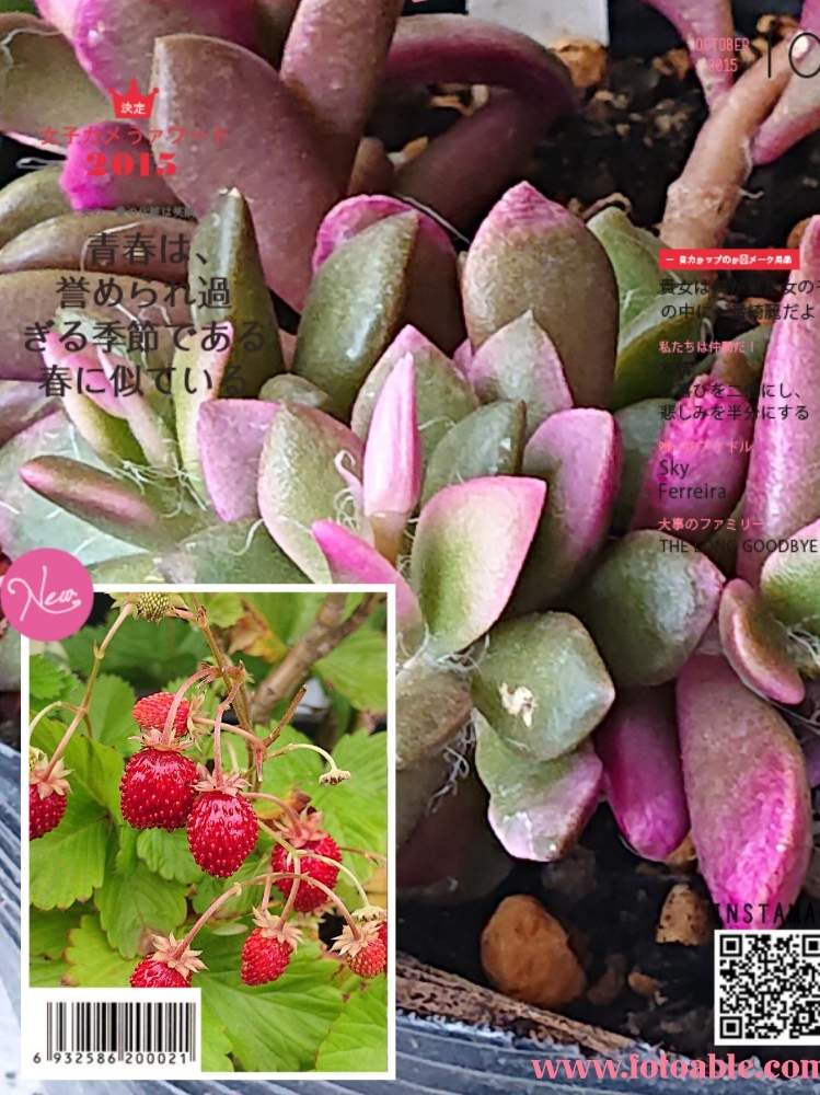 ワイルドストロベリーの投稿画像 By みーちゃんさん 吹雪の松とキュンキュン乙女倶楽部とアエオ大好き とバラと夢clubと多年草と多肉女子と可愛い 月5月22日 Greensnap グリーンスナップ