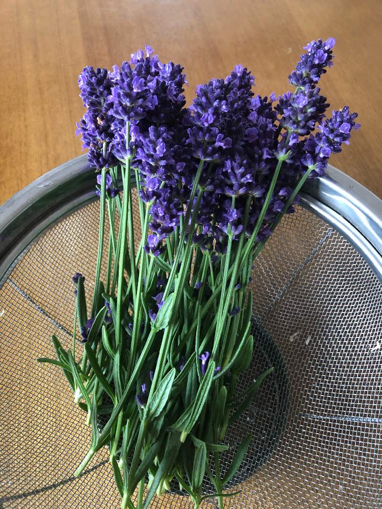 開花の投稿画像 By ベルガモットさん 身近な花と癒しと紫色の花とラベンダー と相談とハーブといい香りと花のある暮らし 月5月22日 Greensnap グリーンスナップ