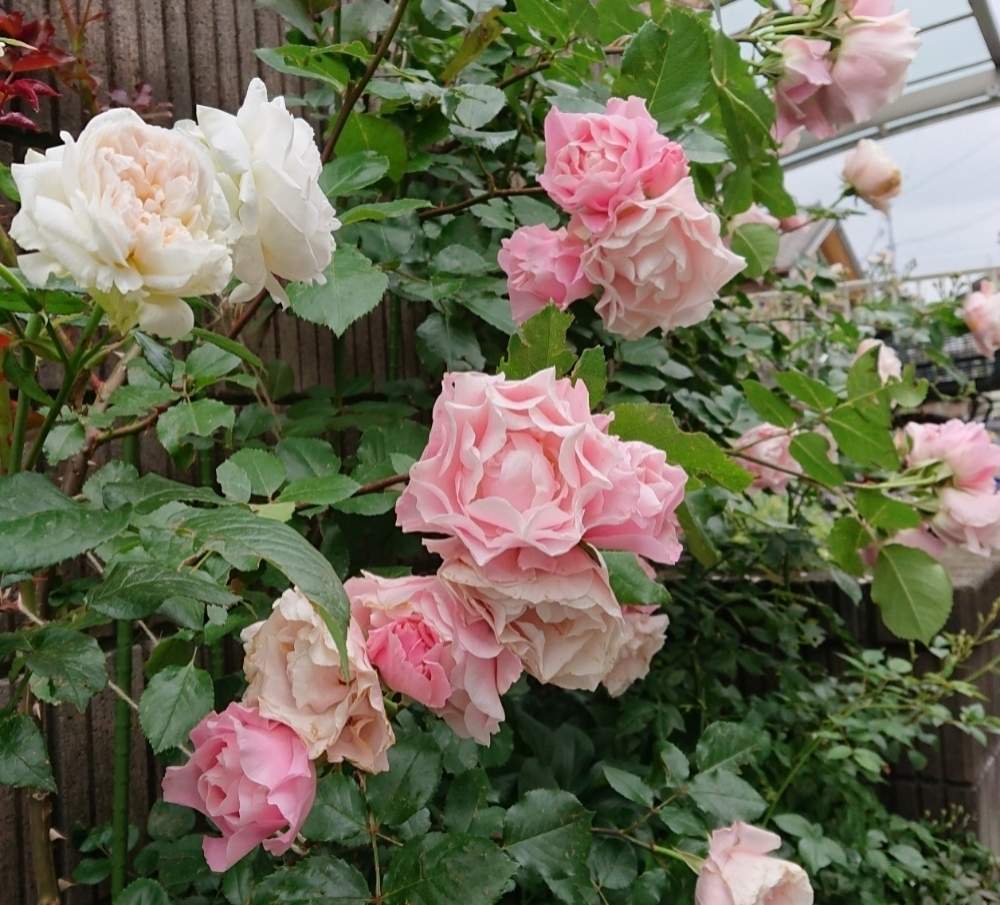 ボレロの投稿画像 By Shimarisuさん ダフネとばら バラ 薔薇とおうち園芸とガーデニングとgsでバラ園と花のある暮らしとバラ ミニバラ 月5月22日 Greensnap グリーンスナップ