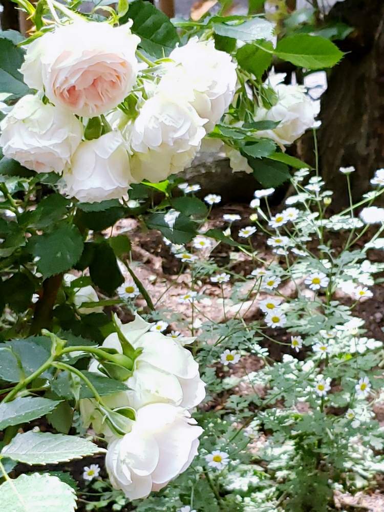 パシュミナの投稿画像 By Keiraさん パシュミナ バラとおうち園芸とバラ 鉢植えとバラ開花と今年もありがとうと花のある暮らし 月5月22日 Greensnap グリーンスナップ