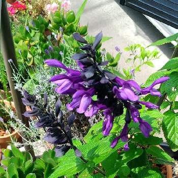 日射しキラキラの画像 by miuさん | 玄関と黒紫の花と風に揺れるとおうち園芸と『おうち園芸』フォトコンテストと日射しキラキラと花のある暮らし
