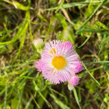 ハルジオン 春紫苑 の投稿画像一覧 Greensnap グリーンスナップ