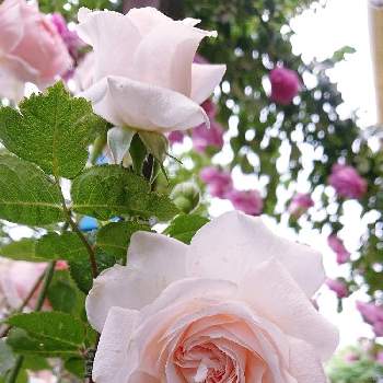 マシェリの画像 by ＹＵＭＩＫＯさん | 小さな庭と薔薇愛同盟と花が好き❤と大好きとマシェリとおうち園芸と植中毒と薔薇が好き❤ときれ～い❤と花のある暮らしとかわいいな♡といい色♡