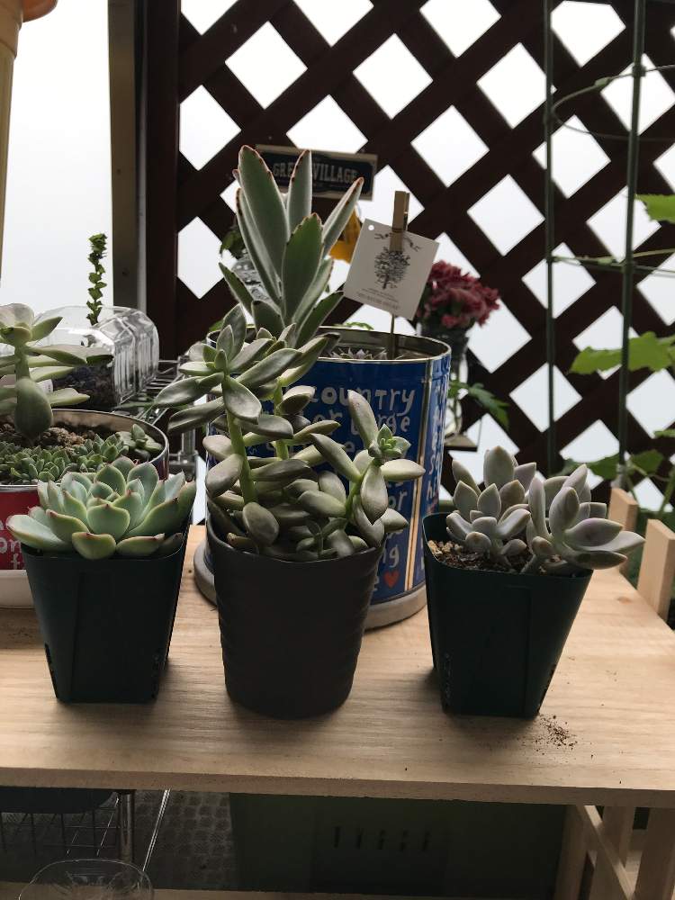 欲しい多肉植物まとめ Greensnap グリーンスナップ