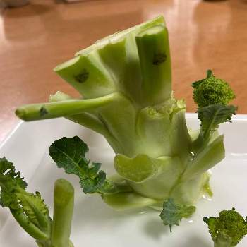 アートな野菜,再生&創作　怪獣,キッチンの画像