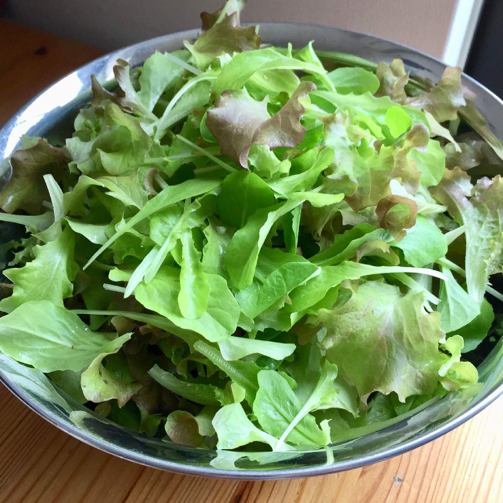 ベビーリーフの投稿画像 By Sakeさん お野菜と自家栽培の野菜達とプランターと家庭菜園と初心者とおうちde菜園とベランダガーデニングと葉物と食べられる植物とベランダガーデンとおうち園芸と鉢植えと収穫とプランター栽培とガーデニングとgreenとベランダ菜園 月5