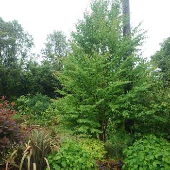 細葉 マウンテンミントの投稿画像一覧 Greensnap グリーンスナップ