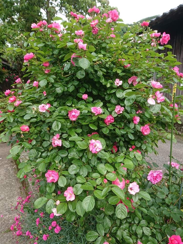 つるバラ アンジェラの投稿画像 By 山ちゃんさん 今日のバラと我が家の花壇と微香と花のある暮らしと我が家のバラと地植え 月5月22日 Greensnap グリーンスナップ