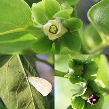 カキの花の投稿画像一覧 Greensnap グリーンスナップ