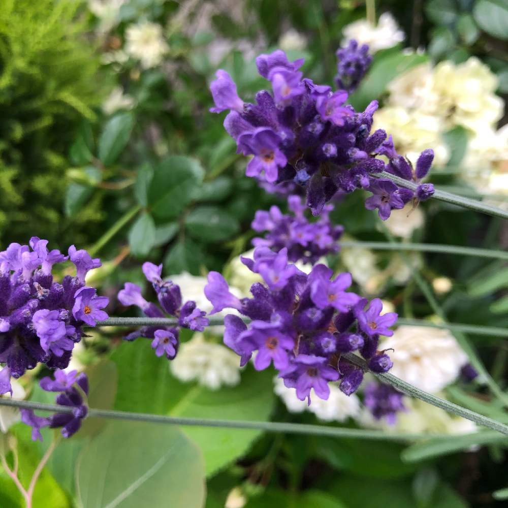 庭の花の投稿画像 By りんりん さん おうちde菜園と癒しと鎮静効果とおうちdeハーブとラベンダー とリラックス効果といい香りと小さい花と花のある暮らしとむらさき 月5月22日 Greensnap グリーンスナップ